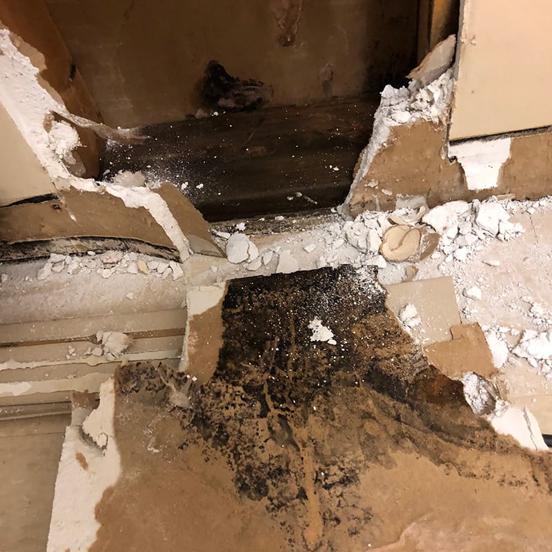 structural mold damage in the wall of a home